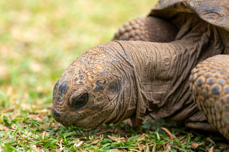 Aldabra giant tortoise, Mauritius. Over 100 years ago, Mauritian Giant Tortoise became extinct and tortoises from Aldabra Island, Seychelles were imported, Mauritius, East Africaの写真素材