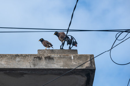 Common myna bird, acridotheres tristis,の写真素材