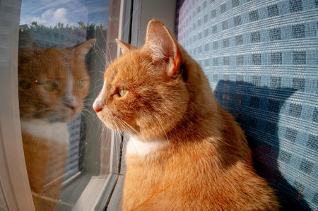 Domestic ginger cat looking out of a window with reflectionの写真素材