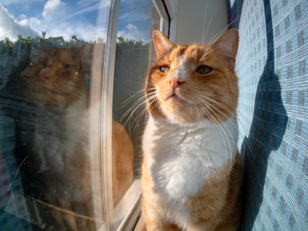 Playful domestic ginger catの写真素材