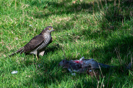 Sparrow hawk, accipiter nisus, with pigeon preyの写真素材