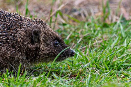 Hedgehog, Erinaceus europaeusの写真素材