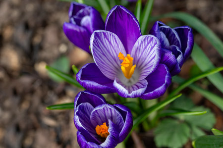 Springtime flowers blue pearl crocus in bloomの写真素材
