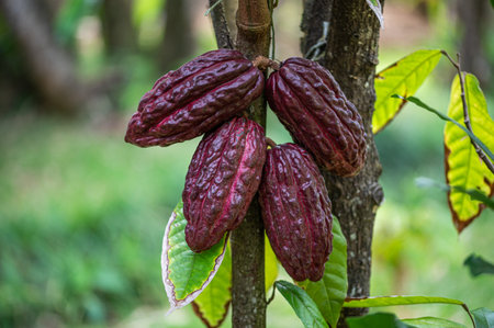 Theobroma cacao tree with cocoas pods fruit ripening on the tree trunk, Mauritius, East Africaの写真素材