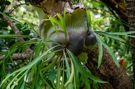 Symbiotic relationship between Epiphytic Orchids and trees, Mauritiusの写真素材