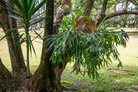 Symbiotic relationship between Epiphytic Orchids and trees, Mauritiusの写真素材