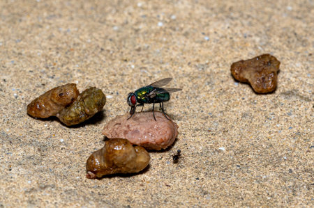 House fly and ants eating discarded meat cat foodの写真素材