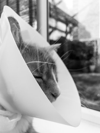 Ginger cat after surgery wearing cone of shameの写真素材