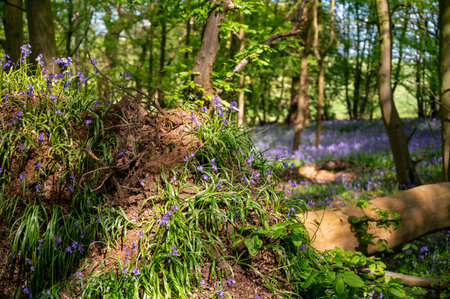 Forest carpet of flowering bluebellsの写真素材