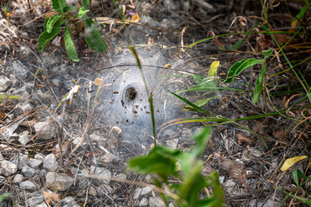 Catching web of a funnel web spider, Milna, Brac, Croatia