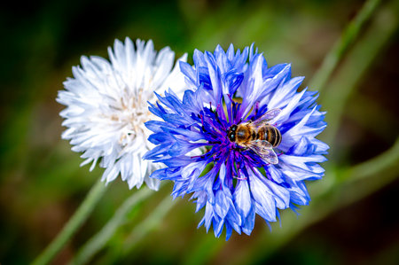 Many colours of corrnflower, Centaurea Cyanus, also known as bachelors Button, meadow of wild flowersの写真素材