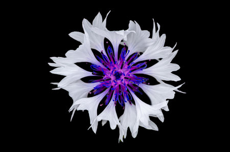 Many colours of corrnflower, Centaurea Cyanus, also known as bachelors Button, meadow of wild flowersの写真素材