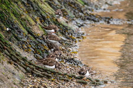 Ruddy turnstone shoreline bird, Arenaria interpres, searching for food around the docks of Brixham,...