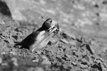 Puffin with a beak full of sand eels looking for its burrowの写真素材