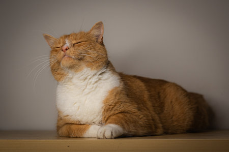 Ginger red cat sitting on a tableの写真素材