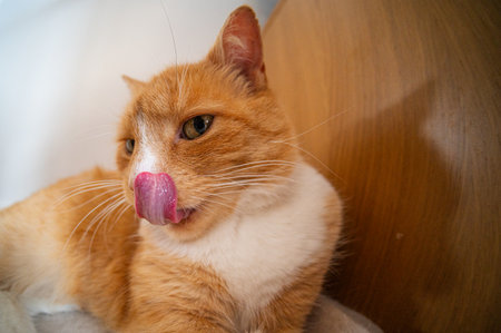 Ginger orange cat licking nose