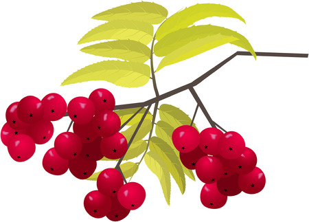 ashberry brunchのイラスト素材