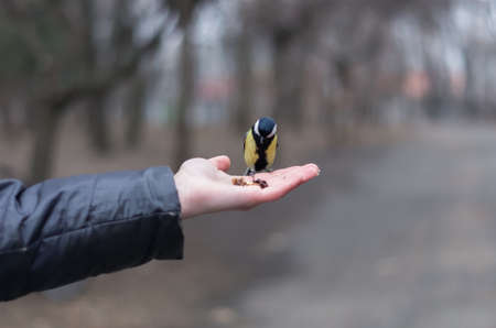 Feeding the titmouse with hazelnuts from the palm in the park.の写真素材