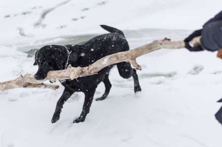 The black retriever playing with stick on the snowy embankment.の写真素材