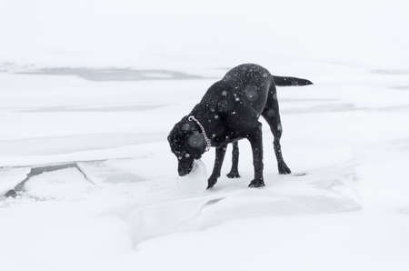 The black retriever playing with piece of ice on the snowy embankment.の写真素材