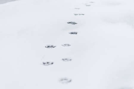 The dog's footprints on the winter snowfieldの写真素材
