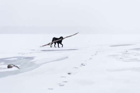 The black retriever playing with stick on the snowy embankment.の写真素材
