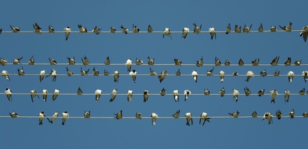 A lot of birds sitting, singing and preening together. Doing things together is better than doing it alone.の写真素材