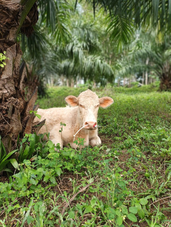 A white youth cattle in open agriculture farm with rope nose, South of Thailandの写真素材
