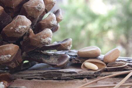 pine nuts and pine cones