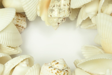 shell in a circleの写真素材