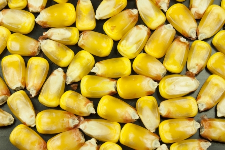 beans and corn cobsの写真素材