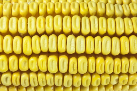 beans and corn cobsの写真素材
