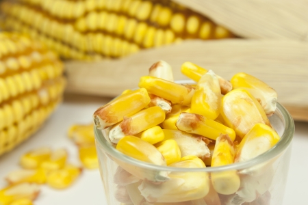 beans and corn cobsの写真素材