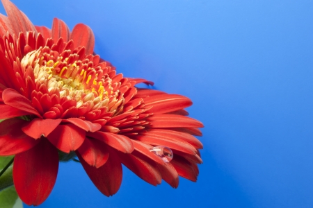 red gerbera on a blue background with dropsの写真素材