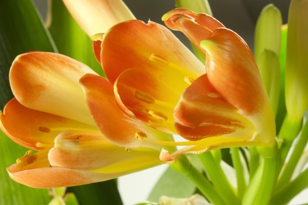 bud clivia just blossomedの写真素材