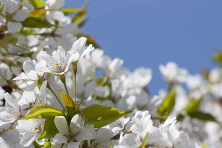 background of white flowers of cherry