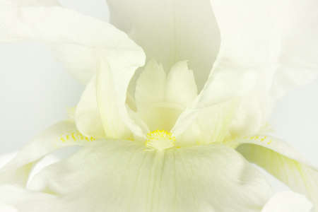 detail of a white iris petal