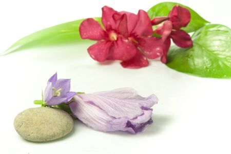 composition of colorful flowers with drops of waterの写真素材