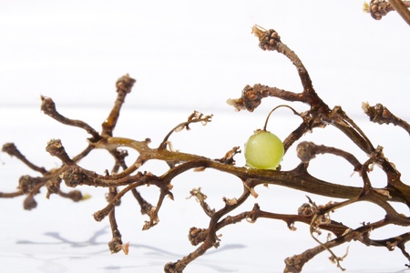 bare twig of a bunch of white grapesの写真素材