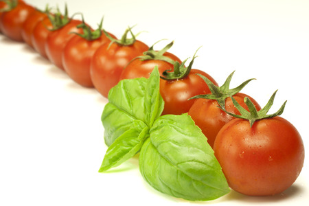 red tomatoes and green leaves of basilの写真素材