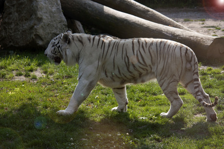 white tiger walking in a parkの写真素材