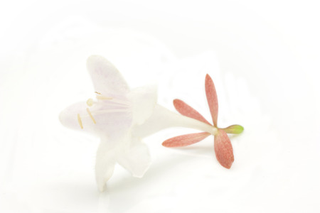  Abelia chinensis small white flower shaped bellの写真素材