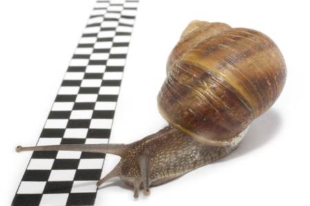 a slow snail that reaches the finish lineの写真素材