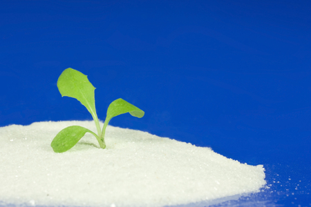 tuft of grass sticking out of the sand whiteの写真素材