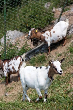 Mountain goat grazing on the lawnsの写真素材