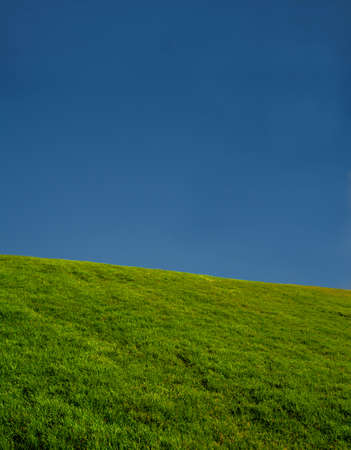 Green grassの写真素材