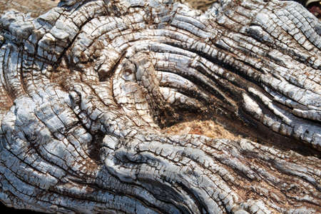 Close up of old driftwood textureの写真素材