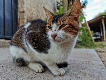 Photograph of a cat captured in Oaxaca, Mexico