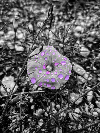 beautiful flowers in the garden