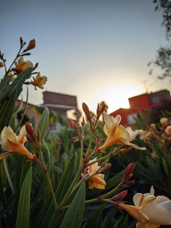 yellow lily flower in the gardenの写真素材